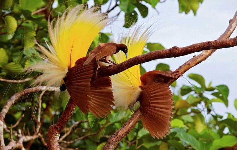 Burung Cenderawasih Penghuni Endemis Pulau Papua – Himpunan Mahasiswa  Sastra Jepang