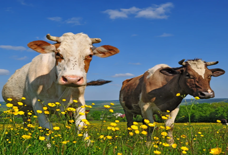 Cows have best friends! They form close bonds with other cows and can become stressed if they are separated from their friends.