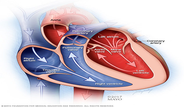 Cardiac Arrest: Bedah penyakit yang umum pada kalangan olahragawan dan Solusinya