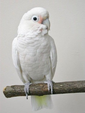 Kakaktua Goffin, Si Imut dari Pulau Tanimbar