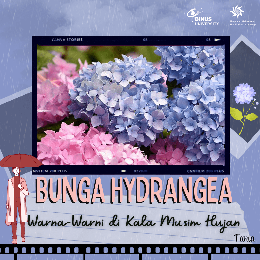Bunga Hydrangea – Warna-Warni di Kala Musim Hujan