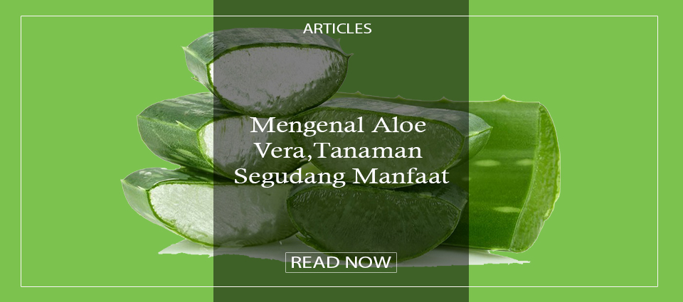 Mengenal Aloe Vera, Tanaman Segudang Manfaat