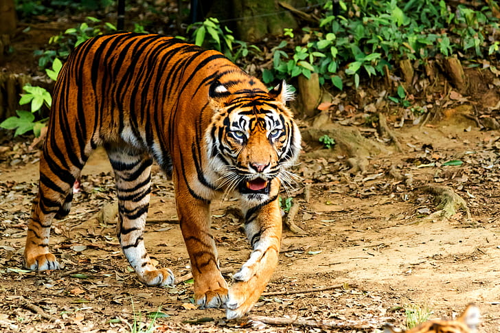 Populasi harimau sumatera 2021