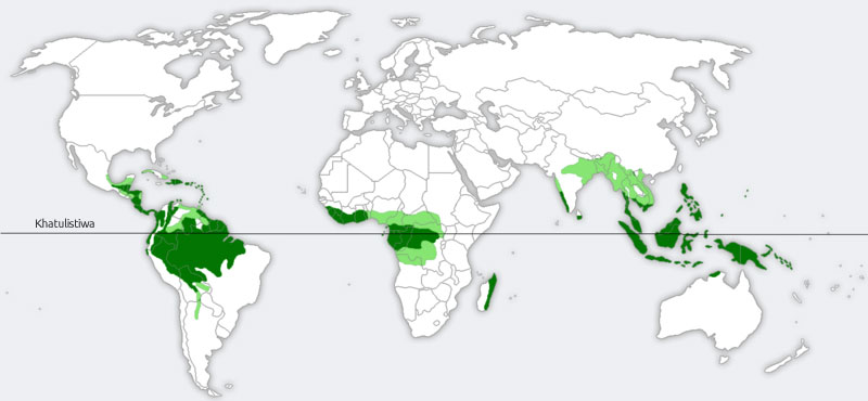 Lungs of The World – TFI