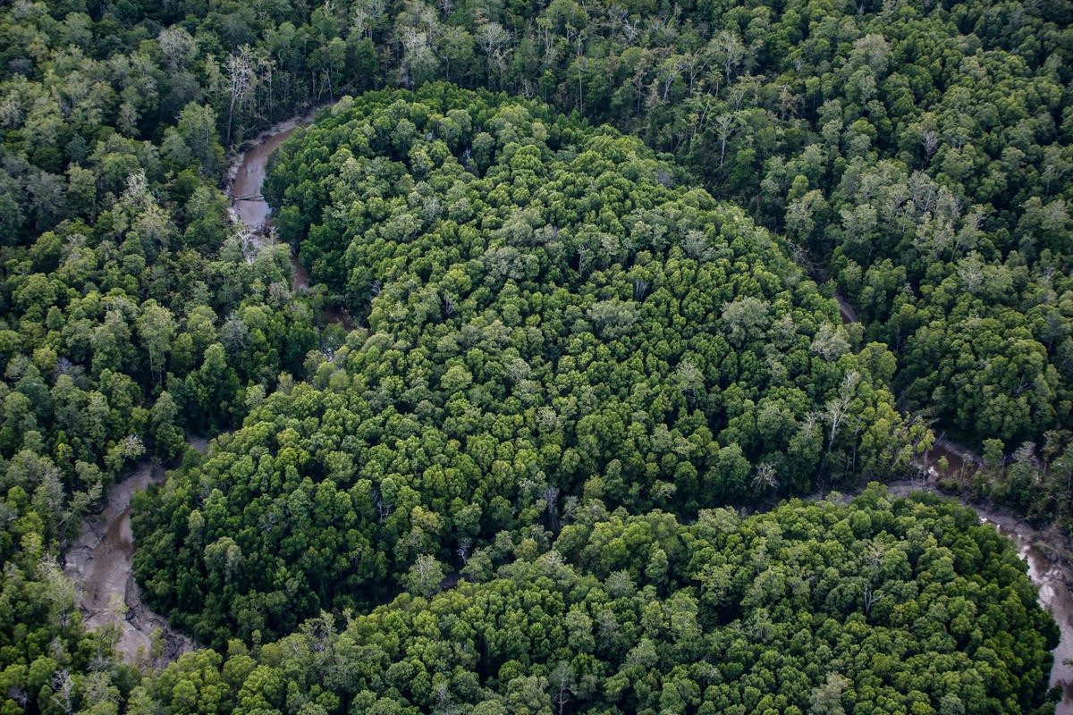 The Devastation That Is Deforestation