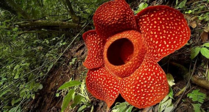PENTINGNYA MELESTARIKAN LINGKUNGAN HIDUP UNTUK MENCEGAH KEPUNAHAN FLORA DAN FAUNA